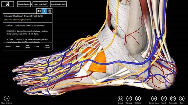 Download essential anatomy 5 for mac